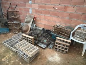 Operação Ninho de Falcão prende dois e apreende mais de 370 pássaros silvestres em Medeiros Neto