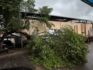 Temporal com fortes rajadas de vento atinge Ibirajá, derruba árvore e provoca falta de energia elétrica